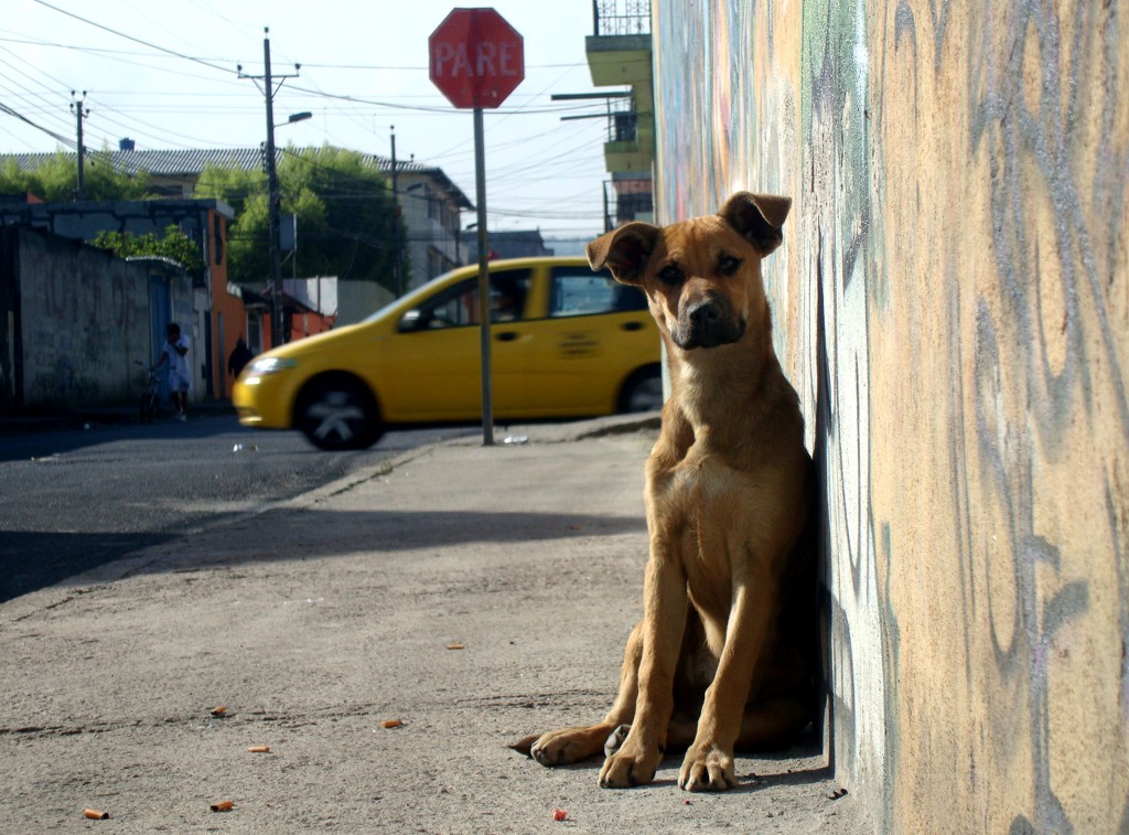 perro_callejero_0