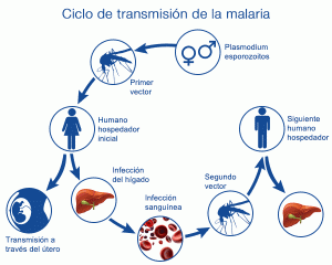 transmision-de-la-malaria